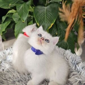 Britishshort kittens | PostAds PH