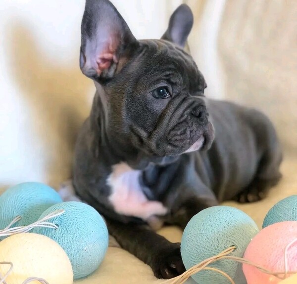 Beautiful Frenchie puppy 