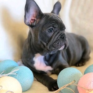Beautiful Frenchie puppy | PostAds PH