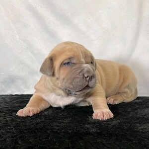 Adorabl pitbully for adoption | PostAds PH