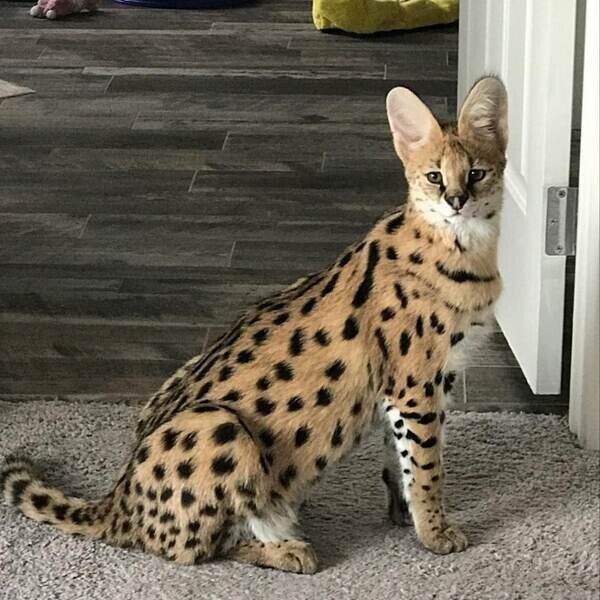 Beautiful savannah Kittens for adoption