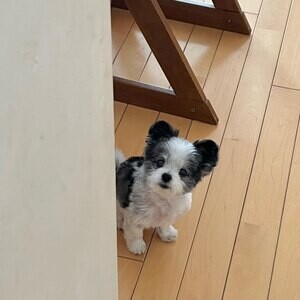 Beautiful Maltese puppies for adoption | PostAds PH