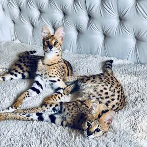 Savannah Kittens | PostAds PH
