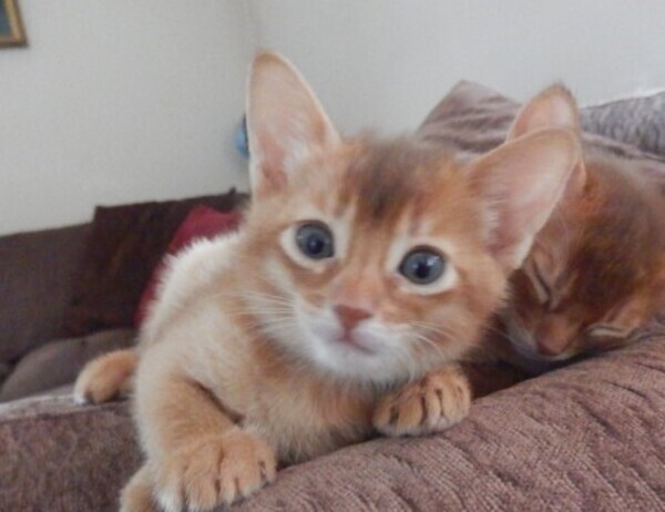 Abyssinian Kittens WhatsApp:+63-9455-189-371  Viber:+63-9455-189-371
