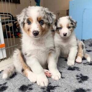 aAustralian shepherd puppies WhatsApp:+63-9455-189-371 Viber:+63-9455-189-371 | PostAds PH