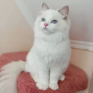 116 Garold (BL) Ragdoll male kitten | PostAds PH