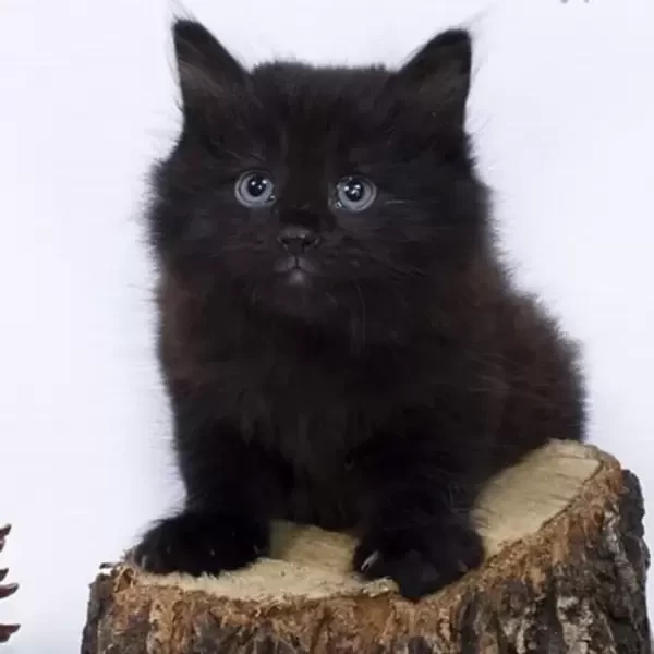 Kurilian Bobtail male kitten