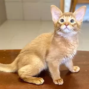 081 Pepperoni (U) Somali male kitten | PostAds PH
