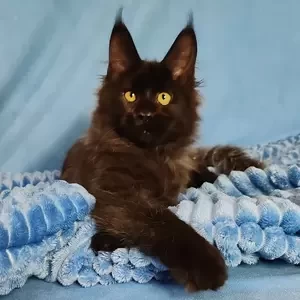 375 Honor (R) Maine Coon male kitten | PostAds PH