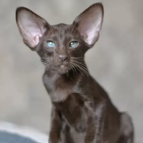 212 Elegance (R) Oriental female kitten
