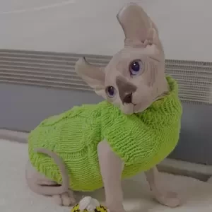 188 Kevin (U) Elf male kitten | PostAds PH