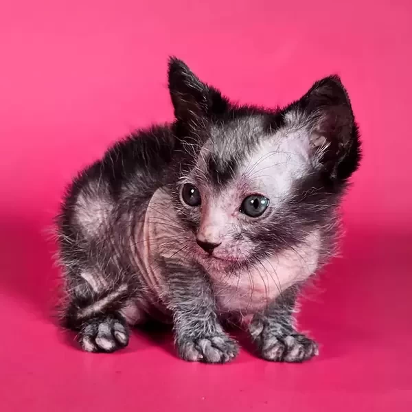 185 Frida (R) purebred Lykoi female kitten