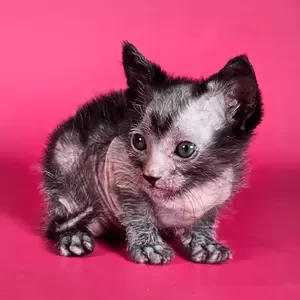 185 Frida (R) purebred Lykoi female kitten | PostAds PH