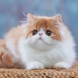 101 Twiggy (R) Persian longhair female kitten | PostAds PH