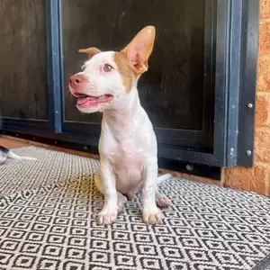 Medium Male Mixed breed Dog | PostAds PH