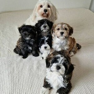 Havanese puppies | PostAds PH