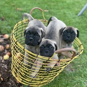 Bullmastiff puppies | PostAds PH