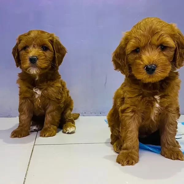 Cavapoo Puppy