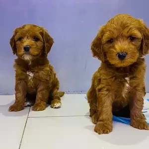 Cavapoo Puppy | PostAds PH
