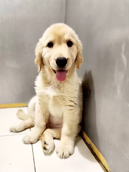 Golden Retriever Male