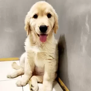 Golden Retriever Male | PostAds PH