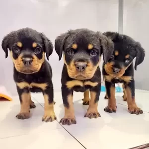 Rottweiler | PostAds PH