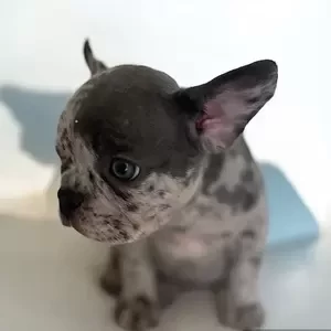 French bulldog Female Merle | PostAds PH