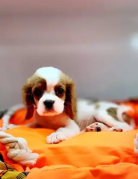King Charles Cavlier Puppy
