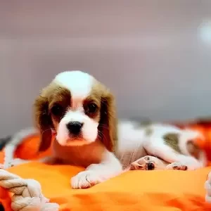 King Charles Cavlier Puppy | PostAds PH