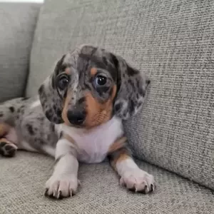 Mini Merle Dachshund puppy | PostAds PH