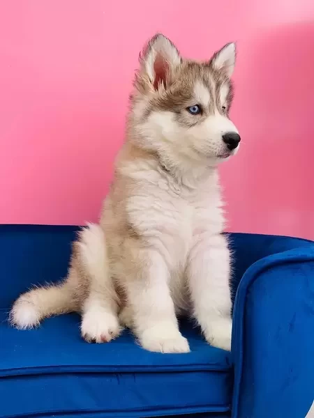 Siberian Husky Male