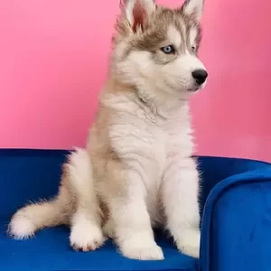 Siberian Husky Male | PostAds PH