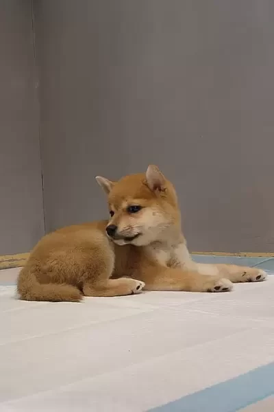 Shiba Inu Puppy