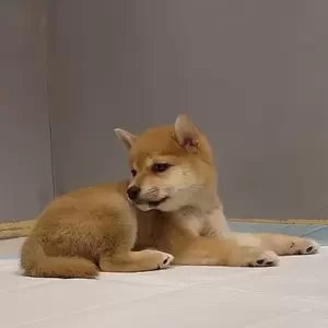 Shiba Inu Puppy | PostAds PH