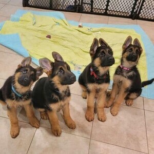 German Shepherd puppy | PostAds PH