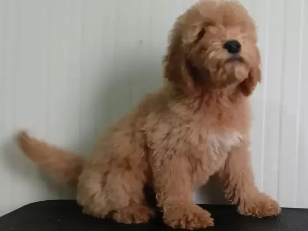 Standard Goldendoodle