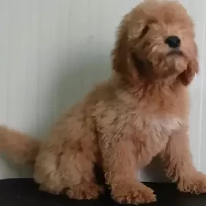 Standard Goldendoodle | PostAds PH