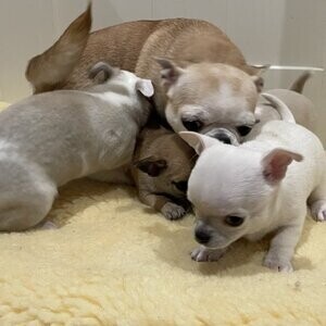 chihauha puppies | PostAds PH