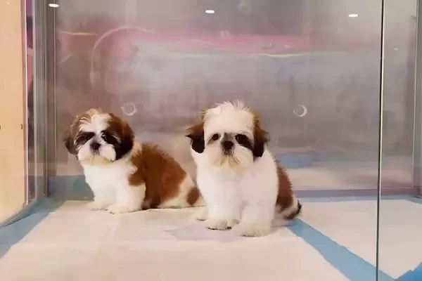 Shihtzu Puppies
