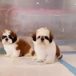 Shihtzu Puppies | PostAds PH