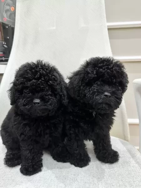 Black Toy Poodle 