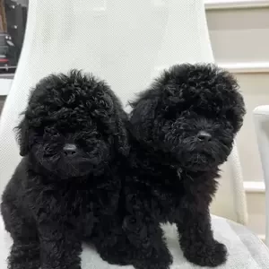 Black Toy Poodle | PostAds PH