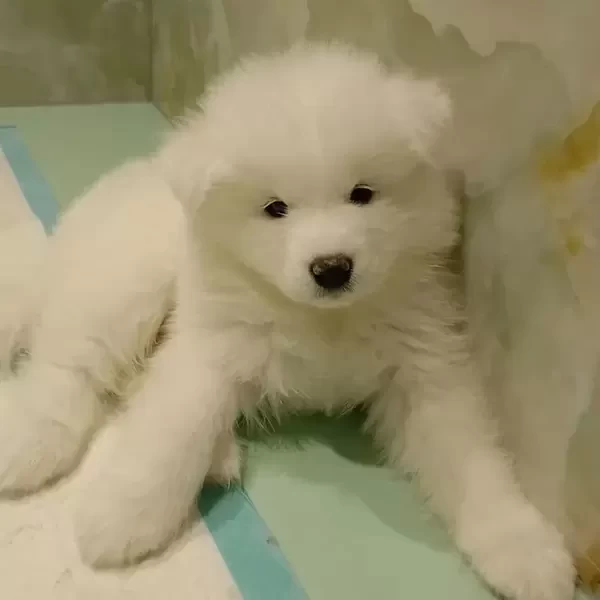 Samoyed Puppies for adoption