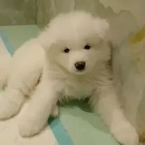 Samoyed Puppies for adoption | PostAds PH