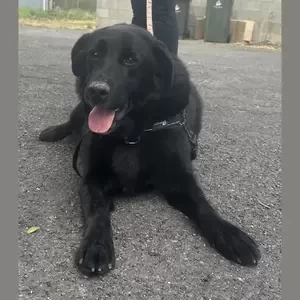 Labrador-cross-border collie | PostAds PH