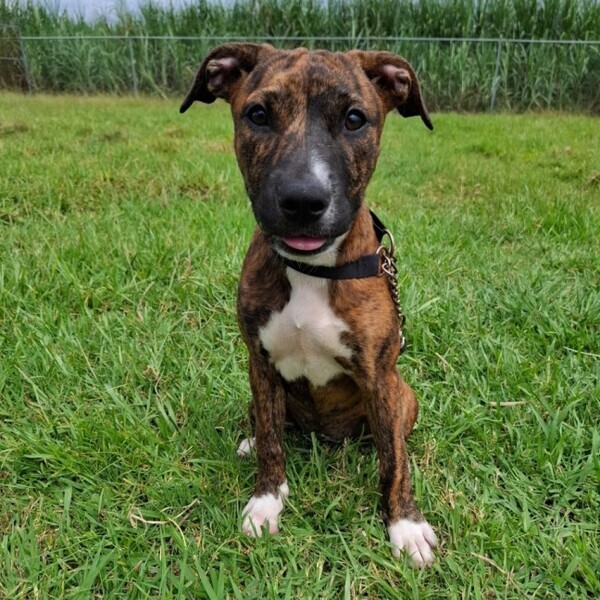Mastiff/Staffy 
