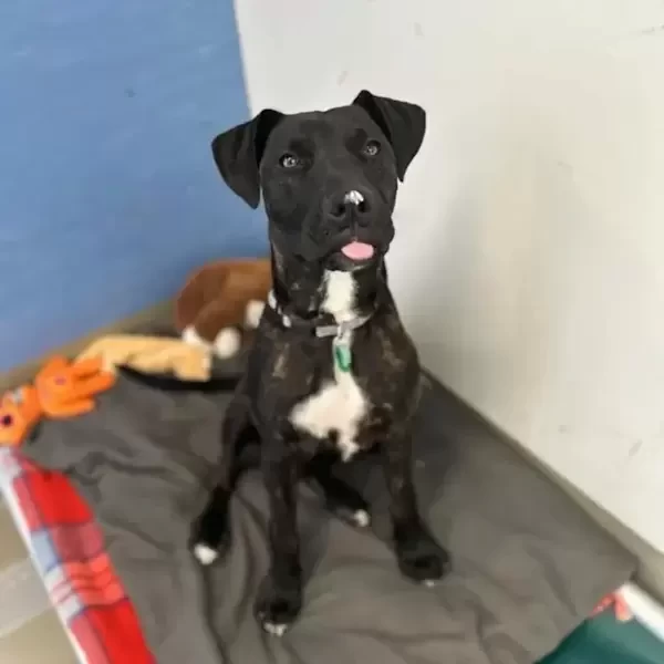  Female Bull Arab Dog