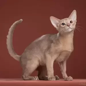 Abyssinian male kitten | PostAds PH