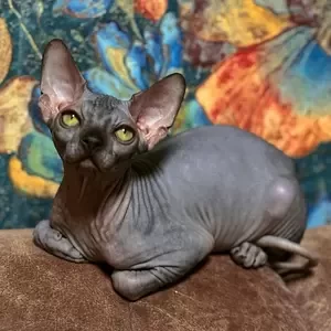 207 Persey (R) Sphynx male kitten | PostAds PH