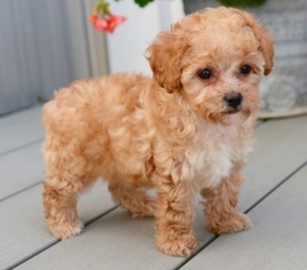 TOY POODLE PUPPIES all healthy WhatsApp:+63-9455-189-371  Viber:+63-9455-189-371